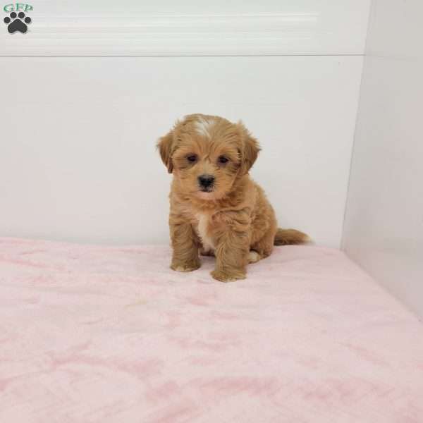 Shelly, Shih-Poo Puppy