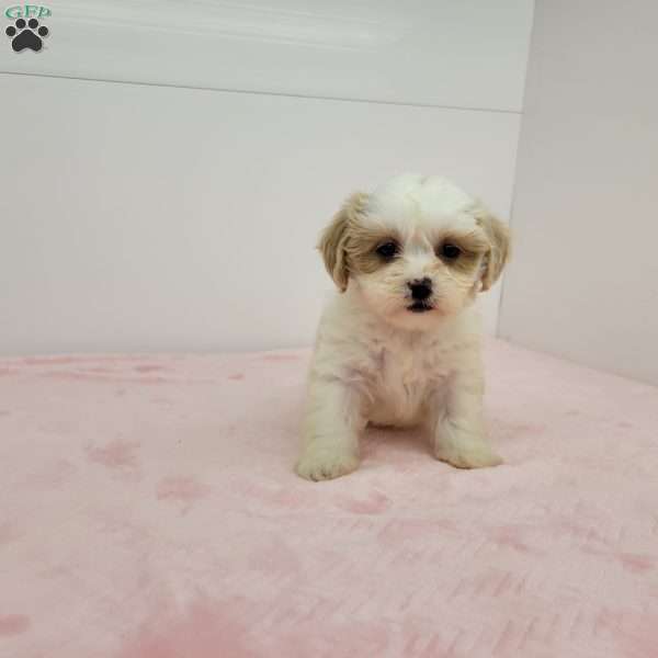 Sheila, Shih-Poo Puppy
