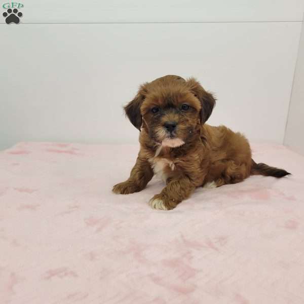 Sarah, Shih-Poo Puppy