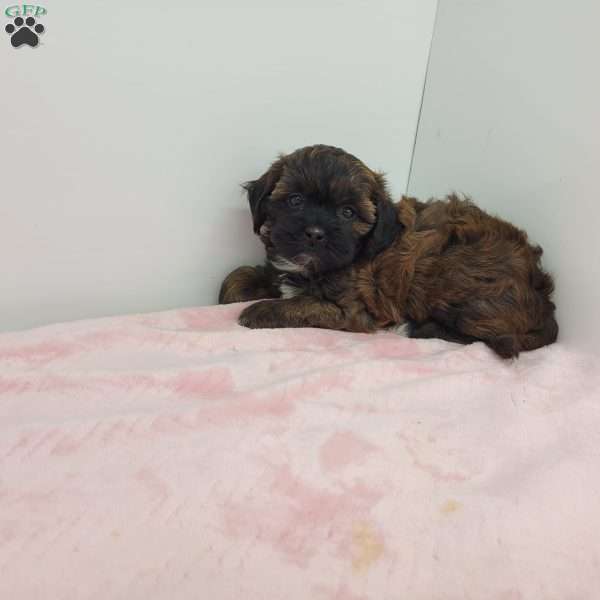 Sally, Shih-Poo Puppy