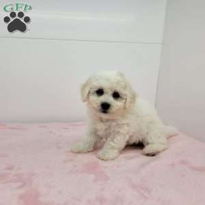 Brenda, Bich-Poo Puppy
