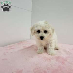 Brenda, Bich-Poo Puppy