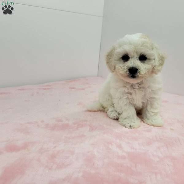 Brenda, Bich-Poo Puppy