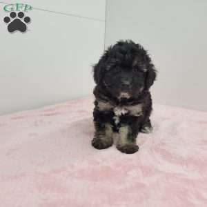 Beth, Bich-Poo Puppy