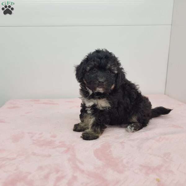 Beth, Bich-Poo Puppy