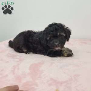 Beth, Bich-Poo Puppy