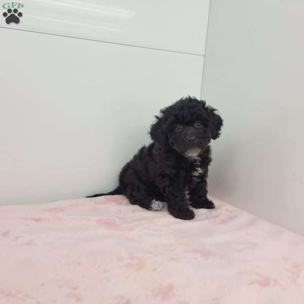 Bethany, Bich-Poo Puppy