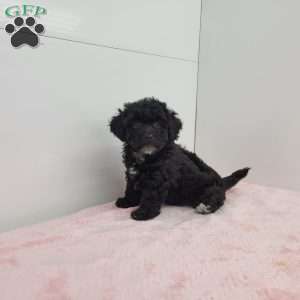 Bethany, Bich-Poo Puppy