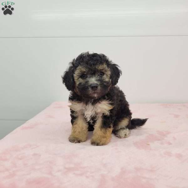 Bridget, Bich-Poo Puppy
