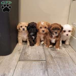Simon, Shih-Poo Puppy