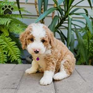 Avery, Mini Bernedoodle Puppy