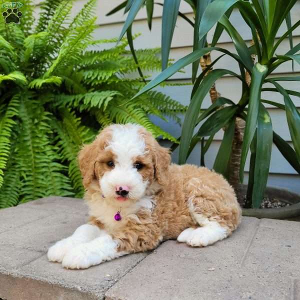 Avery, Mini Bernedoodle Puppy