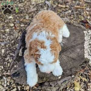 Avery, Mini Bernedoodle Puppy