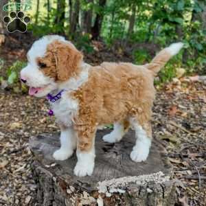 Avery, Mini Bernedoodle Puppy