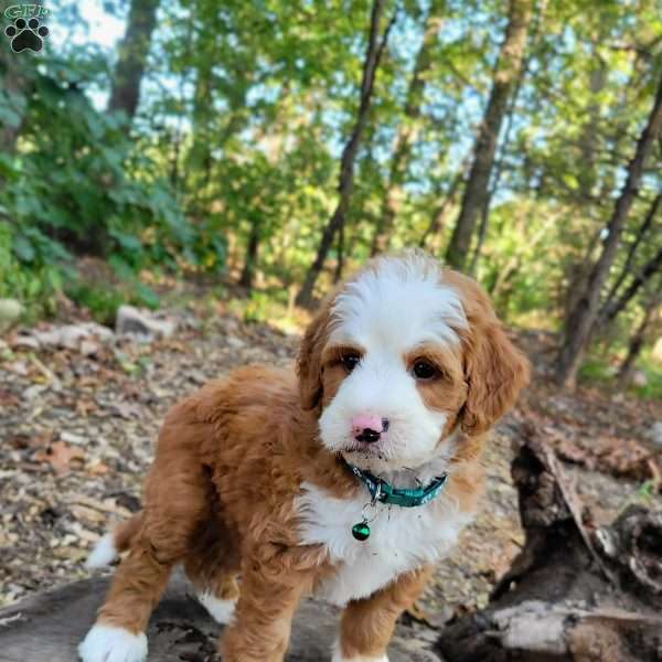 Autumn, Mini Bernedoodle Puppy