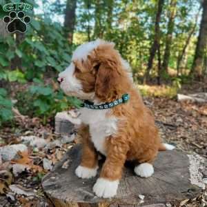 Autumn, Mini Bernedoodle Puppy