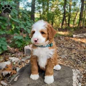 Autumn, Mini Bernedoodle Puppy