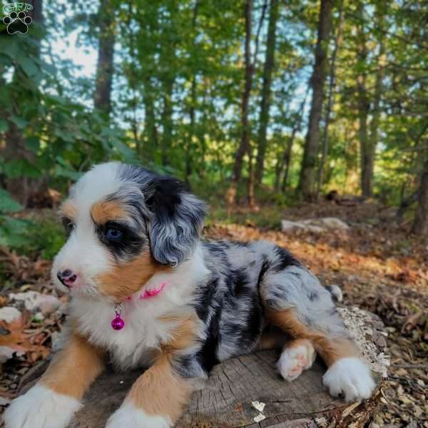 Luna, Mini Bernedoodle Puppy
