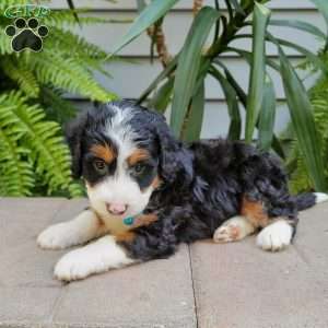 Reggie, Mini Bernedoodle Puppy