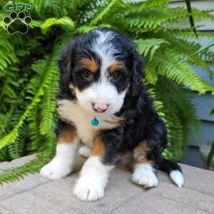 Reggie, Mini Bernedoodle Puppy