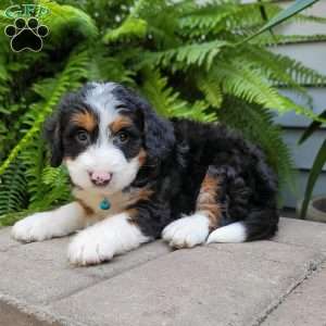 Reggie, Mini Bernedoodle Puppy