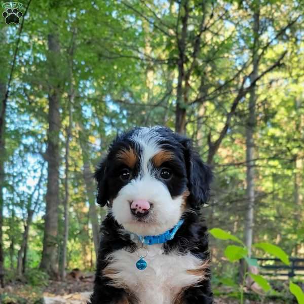 Reggie, Mini Bernedoodle Puppy