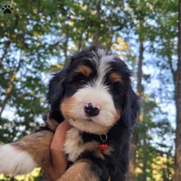 Ralph, Mini Bernedoodle Puppy