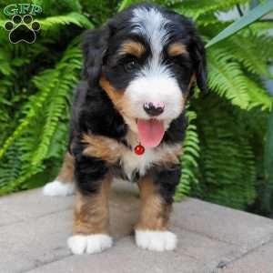Ralph, Mini Bernedoodle Puppy