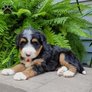 Ralph, Mini Bernedoodle Puppy