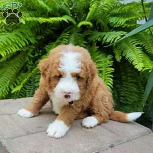 Axel, Mini Bernedoodle Puppy