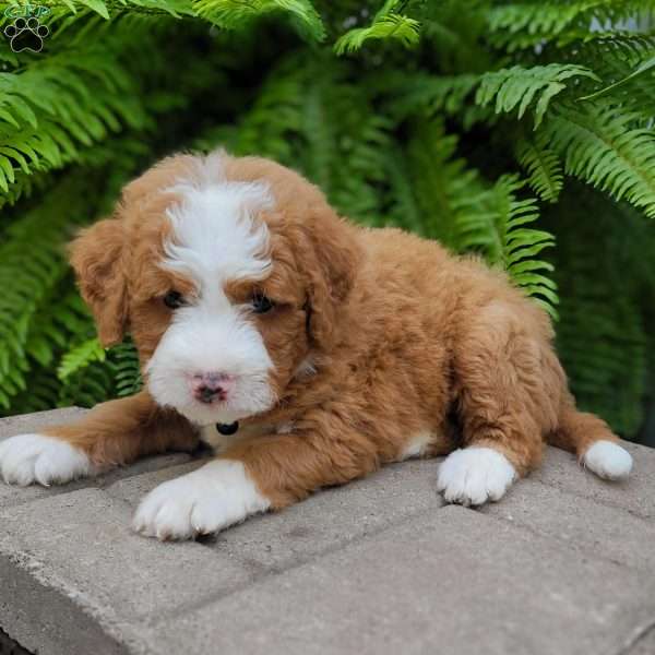 Axel, Mini Bernedoodle Puppy