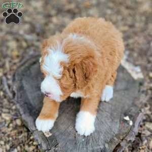 Axel, Mini Bernedoodle Puppy