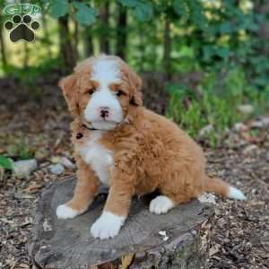 Axel, Mini Bernedoodle Puppy