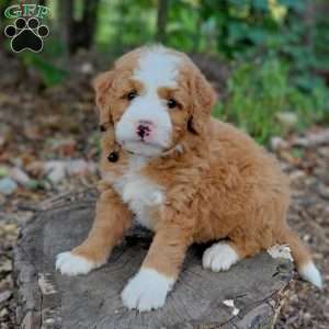 Axel, Mini Bernedoodle Puppy