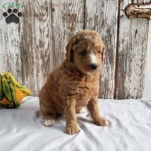 Archie, Mini Goldendoodle Puppy