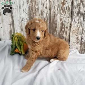 Archie, Mini Goldendoodle Puppy