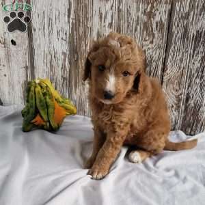 Archie, Mini Goldendoodle Puppy