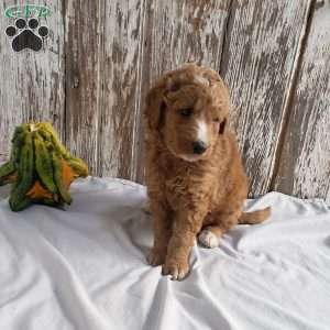Archie, Mini Goldendoodle Puppy