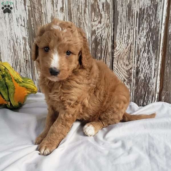 Archie, Mini Goldendoodle Puppy