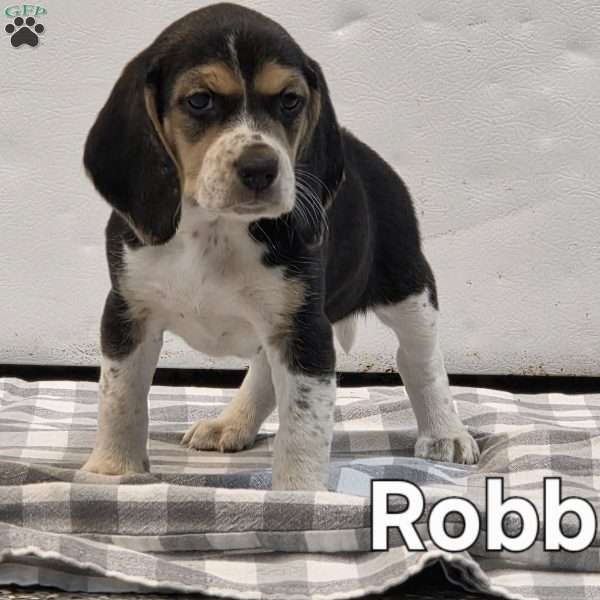 ROBBIN, Beagle Puppy