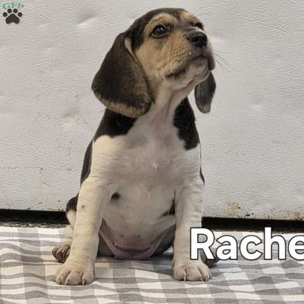 Rachel, Beagle Puppy