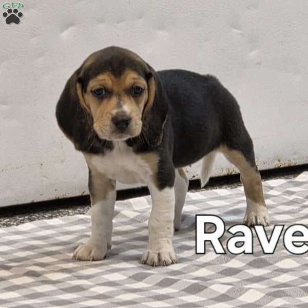 RAVEN, Beagle Puppy