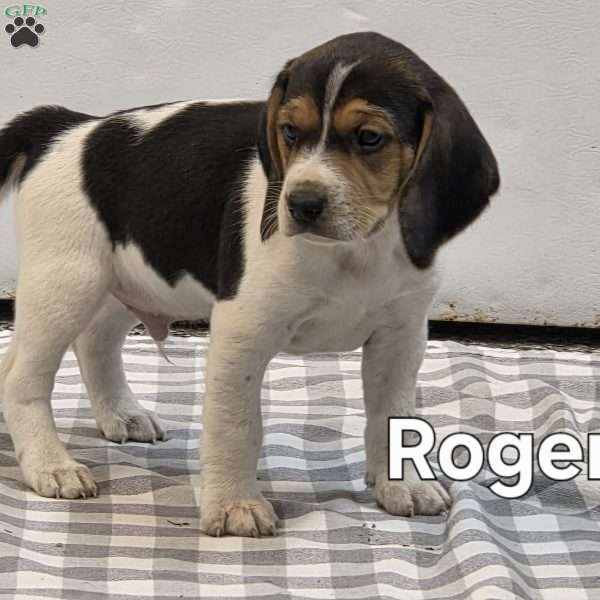 Roger, Beagle Puppy