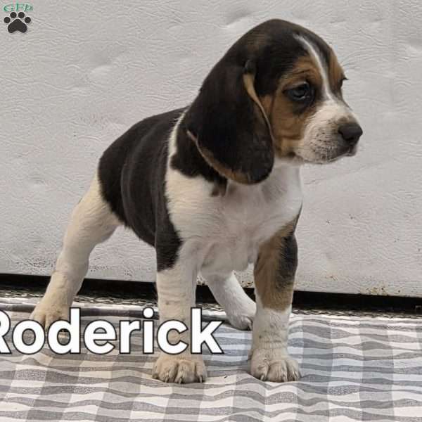 Roderick, Beagle Puppy