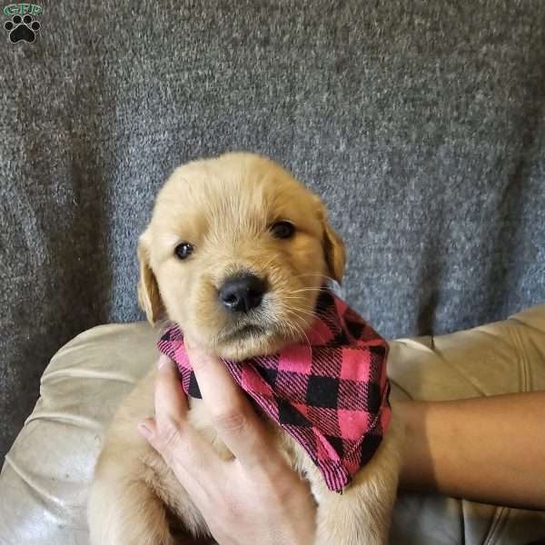 Crista, Golden Retriever Puppy
