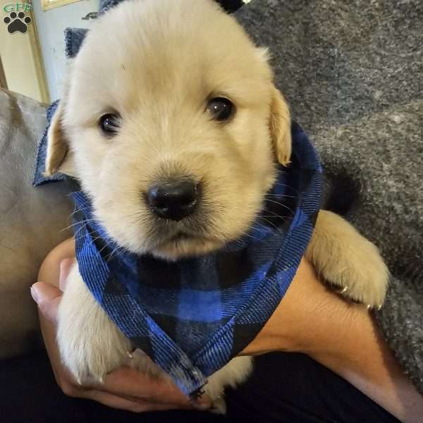 Carter, Golden Retriever Puppy