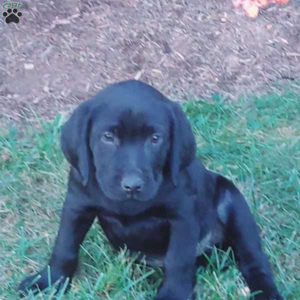 Andy, Black Labrador Retriever Puppy