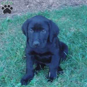 Andy, Black Labrador Retriever Puppy