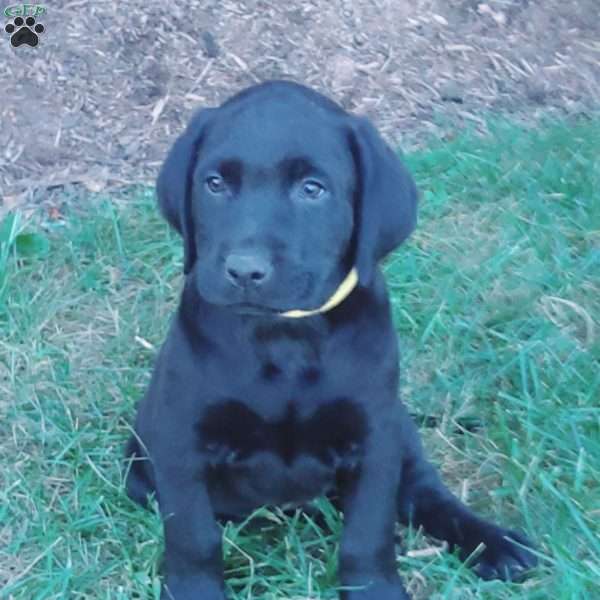 Amos, Black Labrador Retriever Puppy