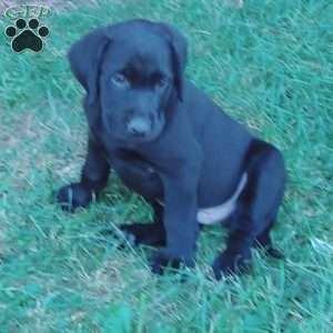 Amos, Black Labrador Retriever Puppy